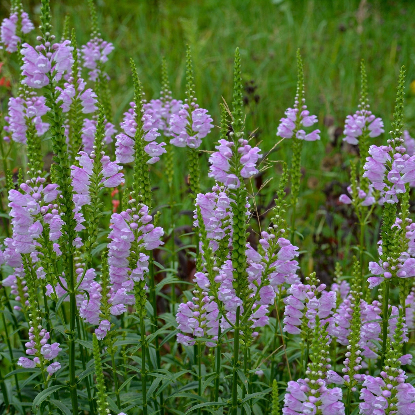 PHYSOSTEGIA virginiana 'Rose Bouquet' 9cm
