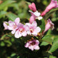 Weigela 'Pink Poppet' 9cm