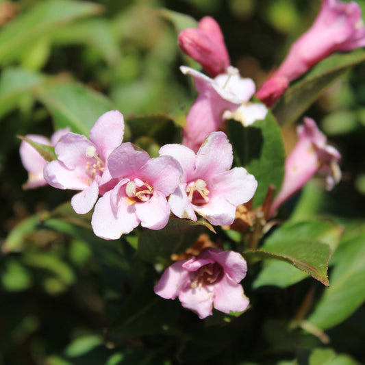 Weigela 'Pink Poppet' 9cm