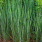 Panicum virgatum 'Heavy Metal' 9cm