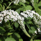 Lysimachia clethroides 9cm
