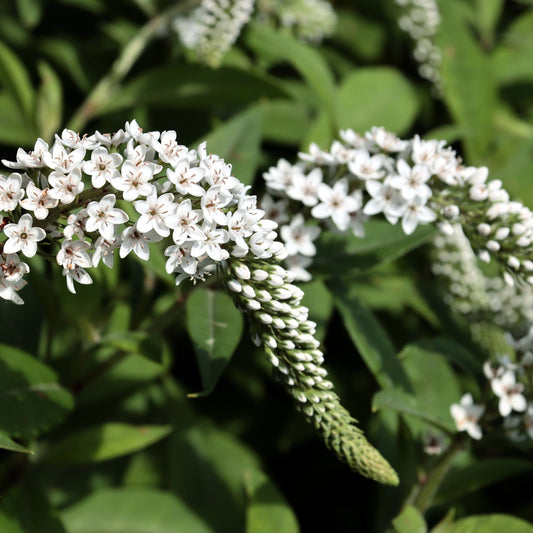 Lysimachia clethroides 9cm