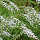Lysimachia clethroides 9cm