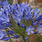 Agapanthus 'Blue Umbrella' 9cm / 2L