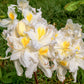Azalea knaphill 'White Throat' 5L (80-90cm inc. pot)