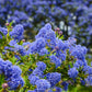 Ceanothus 'Tilden Park' (Californian Lilac) 2L