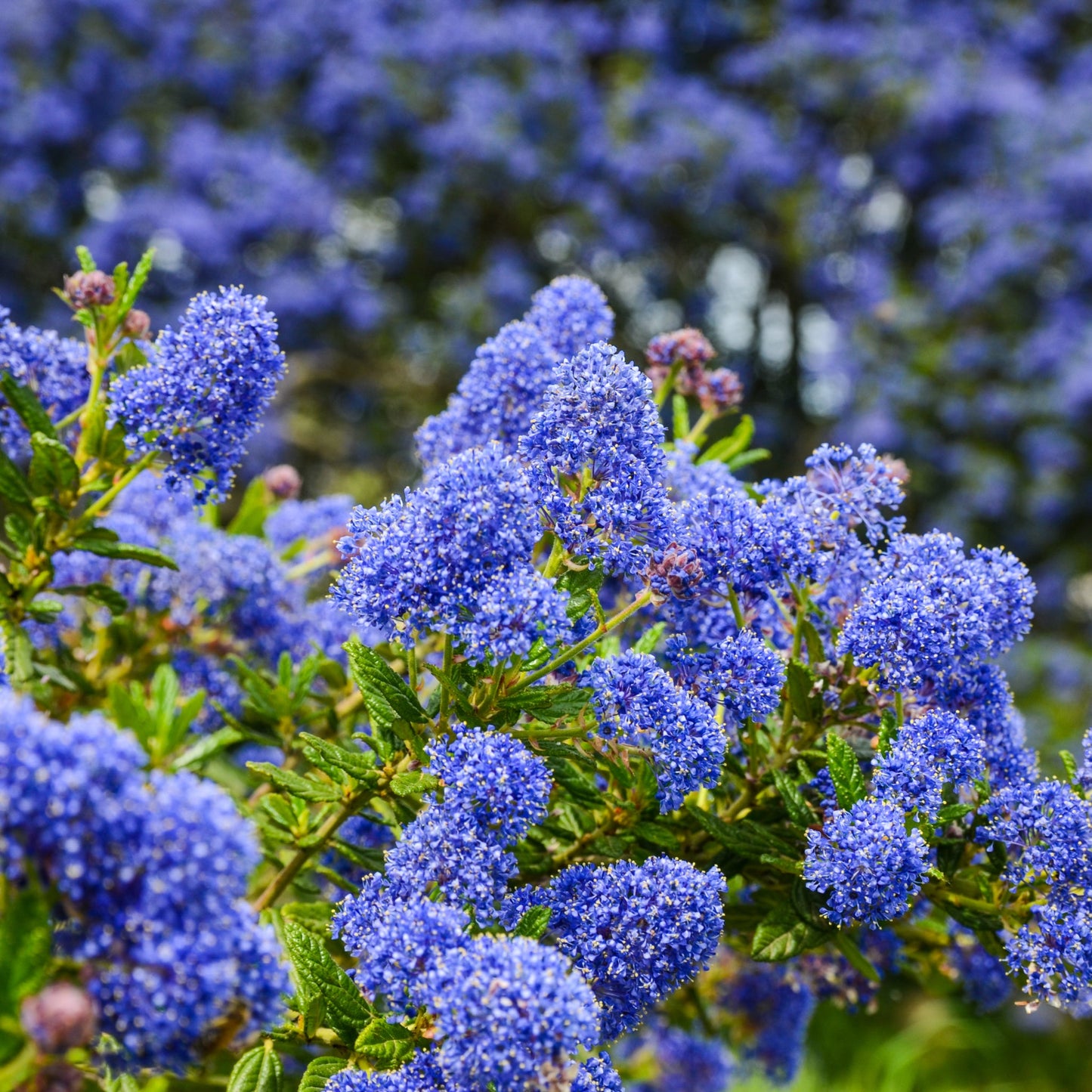 Ceanothus 'Tilden Park' (Californian Lilac) 2L