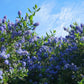 Ceanothus 'Tilden Park' (Californian Lilac) 2L