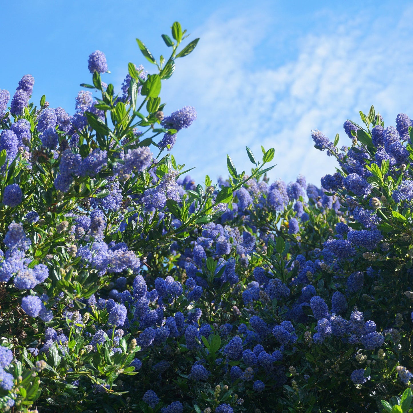 Ceanothus 'Tilden Park' (Californian Lilac) 2L