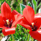 Tulip 'Linifolia' (10 Bulbs)