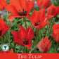 Tulip 'Linifolia' (10 Bulbs)
