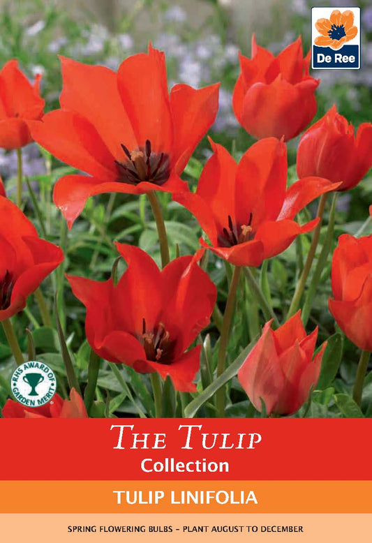 Tulip 'Linifolia' (10 Bulbs)