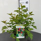 Viburnum opulus Compactum 3L
