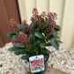 Skimmia japonica Rubella (Including Gift Wrap)