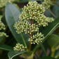 Skimmia japonica 'Fragrant Cloud' 9cm/2L/5L