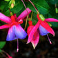 Hardy Fuchsia 'Genii' 9cm / 2L