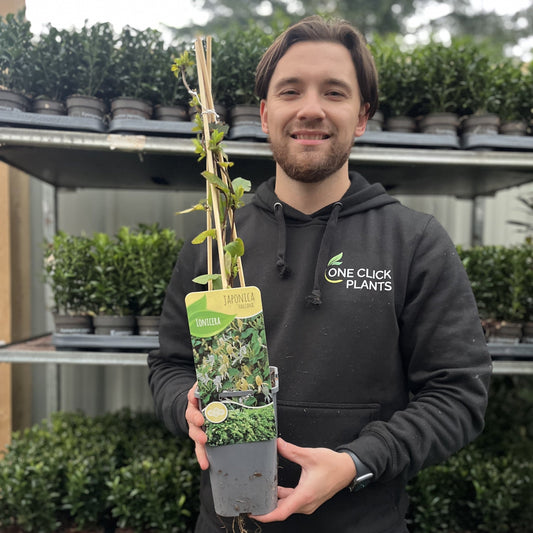 Honeysuckle 'Halliana' | Lonicera japonica 60cm