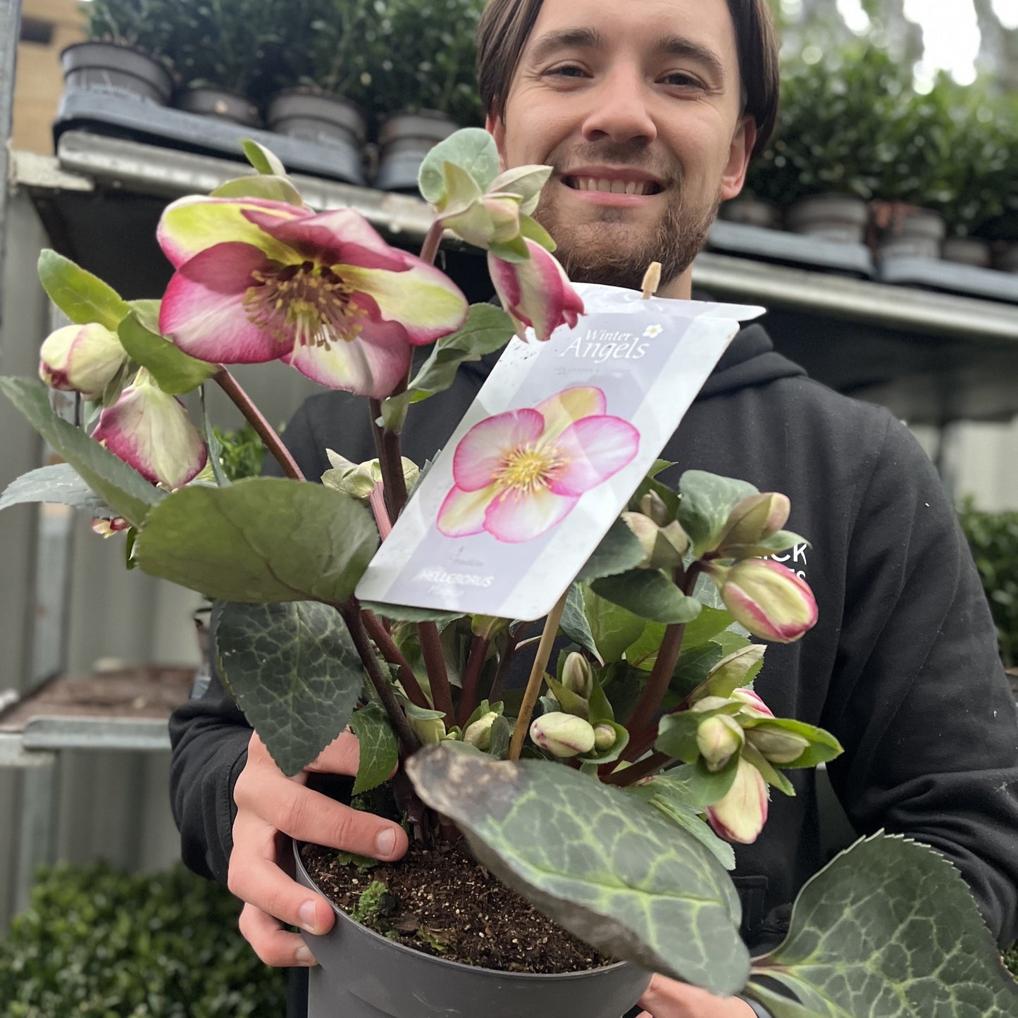 Hellebore 'Frost Kiss' 3L