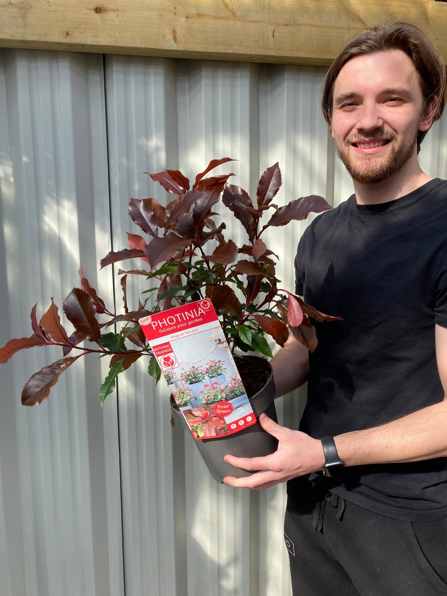 Photinia 'Magical Volcano' 5L (Multibuy Offers Available)