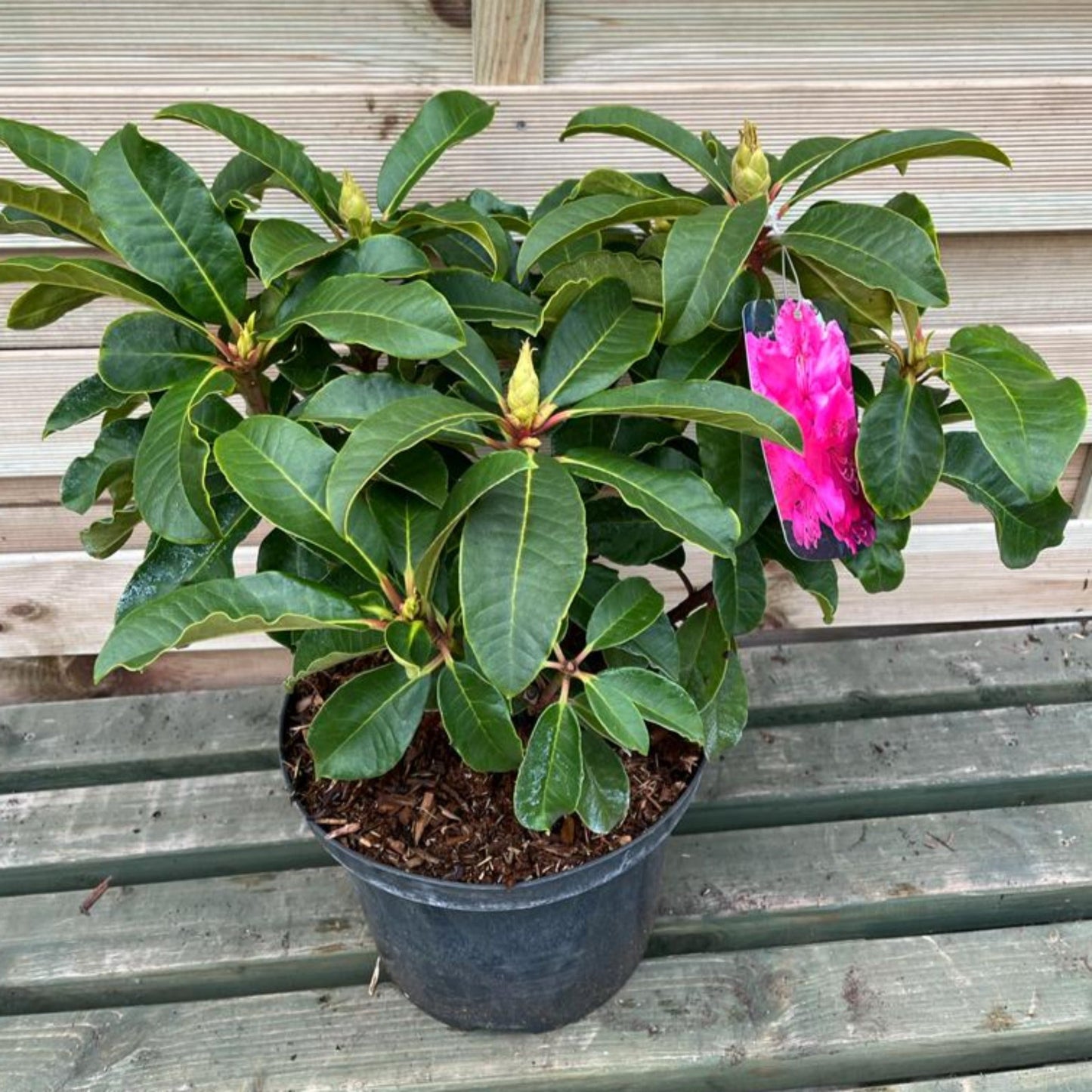 Rhododendron hybride 'Maxi Rose' 5L