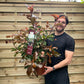 Photinia 'Magical Volcano' 5L (Multibuy Offers Available)