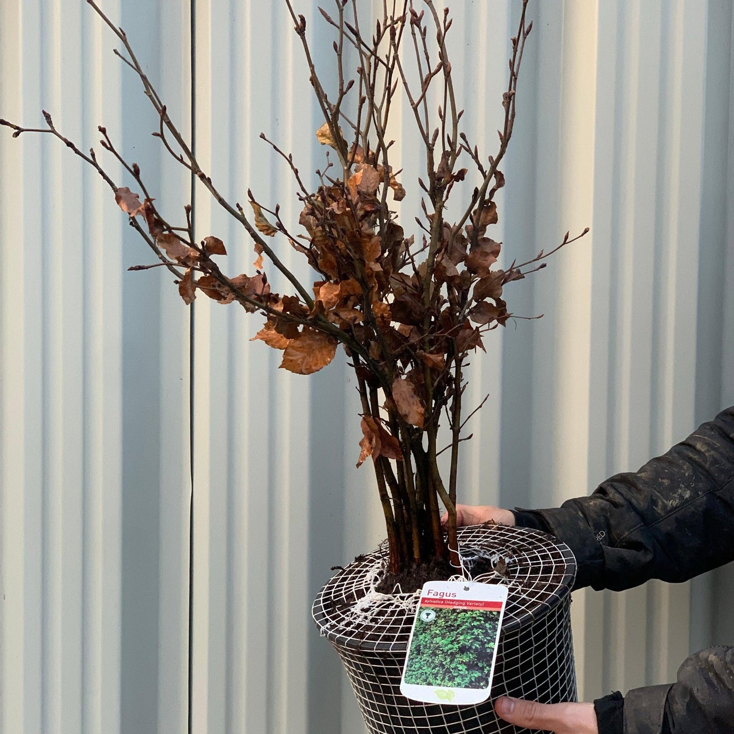 Fagus - Beech Hedging (10 Plants)