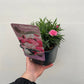 Dianthus - I Love You 10.5cm / 2L