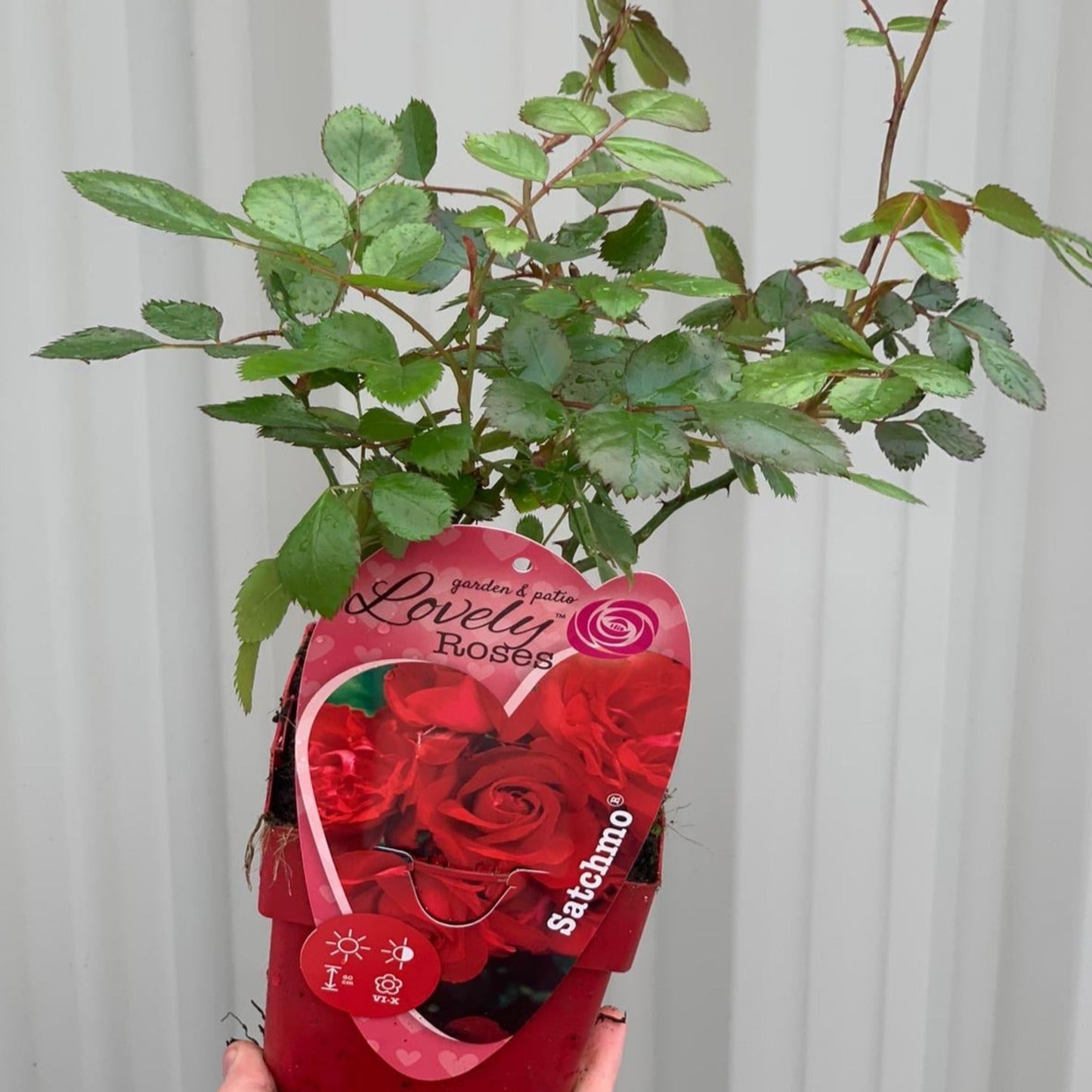 Patio Roses - Statchmo