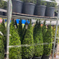 Buxus Topiary Cone 1.2m (12L)