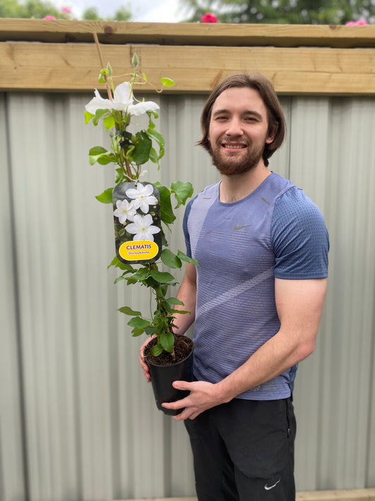 Clematis 'Shirayukihime' 90-95cm