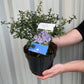 Ceanothus 'Tilden Park' (Californian Lilac) 2L