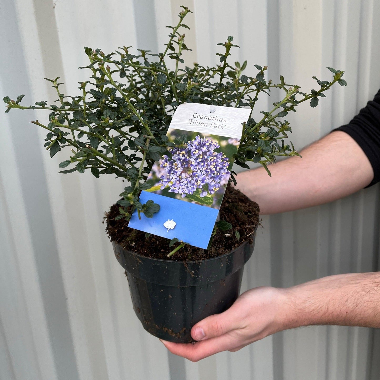Ceanothus 'Tilden Park' (Californian Lilac) 2L