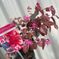 Loropetalum Chinense Fire Dance 2L