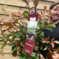 Photinia 'Magical Volcano' 5L (Multibuy Offers Available)