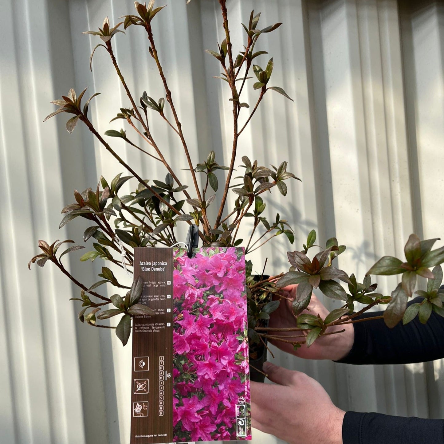 Azalea japonica 'Blue Danube' 9cm / 2L