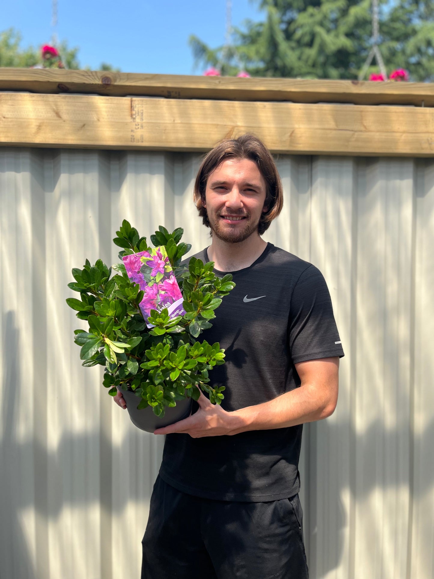 Azalea 'Koningstein' 3L