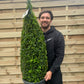 Buxus Topiary Cone 1.2m (12L)