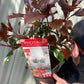 Photinia 'Magical Volcano' 5L (Multibuy Offers Available)