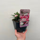 Dianthus - I Love You 10.5cm / 2L