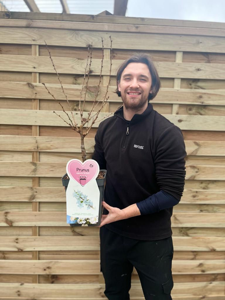 Ornamental Flowering Cherry Blossom Dwarf Tree -  Nipponica  ‘Brilliant' (2 Sizes Available)