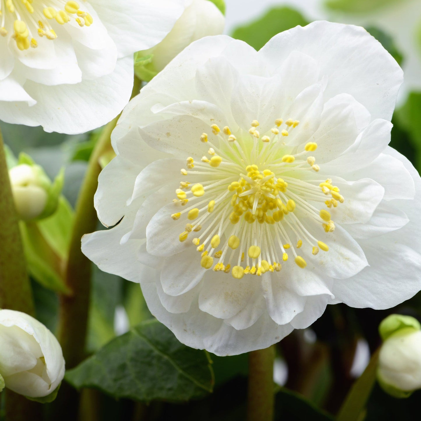 Helleborus nyger 'Christmas Carol' | Christmas Rose | Hellebore | 9cm-2L Available