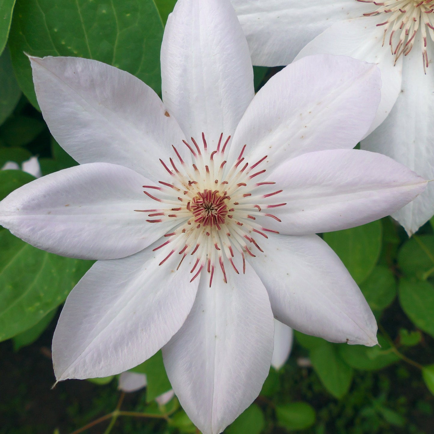 Clematis 'Miss Bateman' 60cm