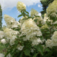 Hydrangea paniculata Grandiflora 1/2L/10L