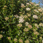 Half Standard Viburnum tinus 'Eve Price'