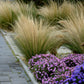 Stipa tenuissima 'Ponytails' 9cm/3L