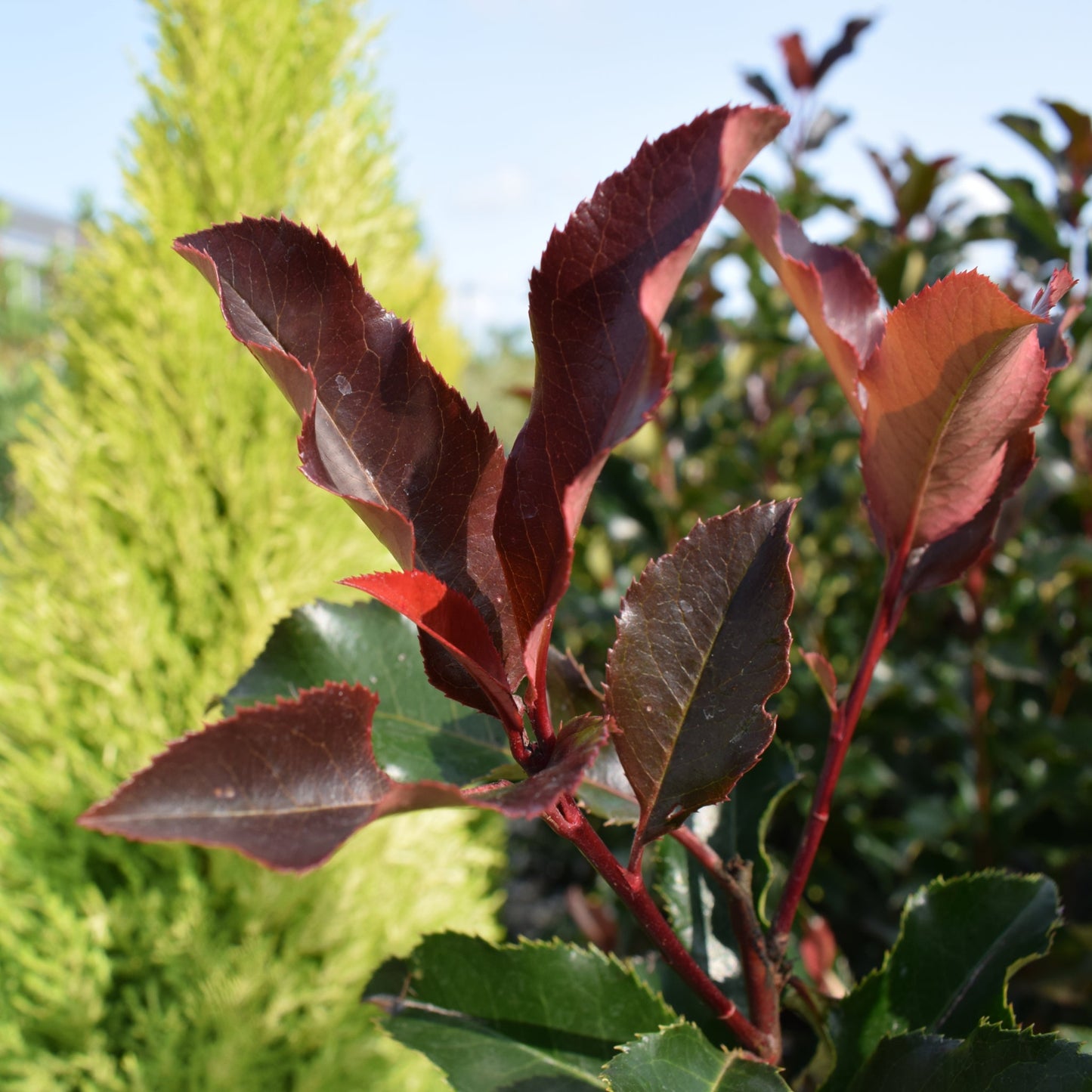 Photinia 'Magical Volcano' 5L (Multibuy Offers Available)