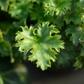 Heuchera 'Apple Crisp' 2L