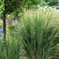 Panicum virigatum Northwind 9cm / 2L / 12L