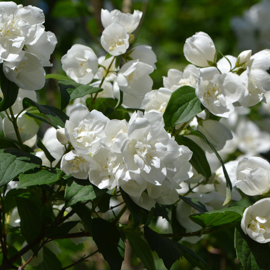 Philadelphus 'manteau d'Hermine' 1L / 2L