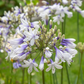 Agapanthus 'Twister' 2L